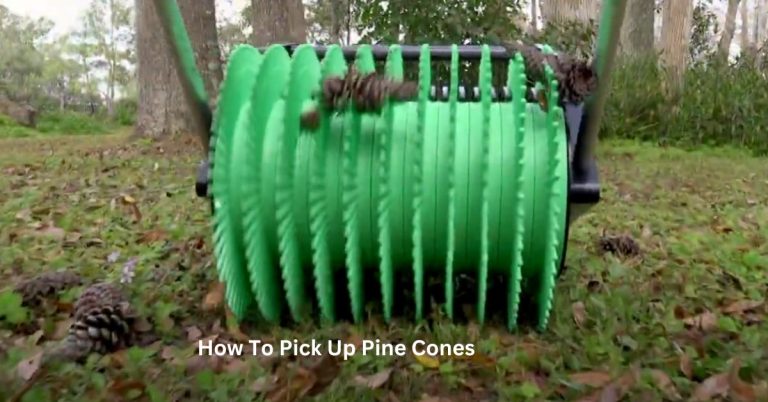 How To Pick Up Pine Cones? | The Pro’s Guide to Collecting Pine Cones
