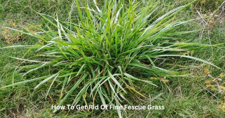 How To Get Rid Of Fine Fescue Grass?