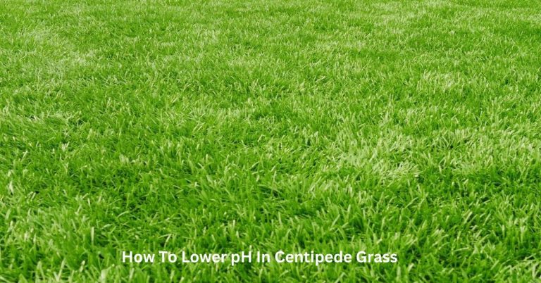 How To Lower pH In Centipede Grass?