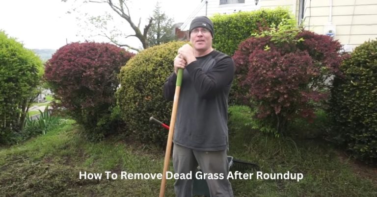 How To Remove Dead Grass After Roundup?